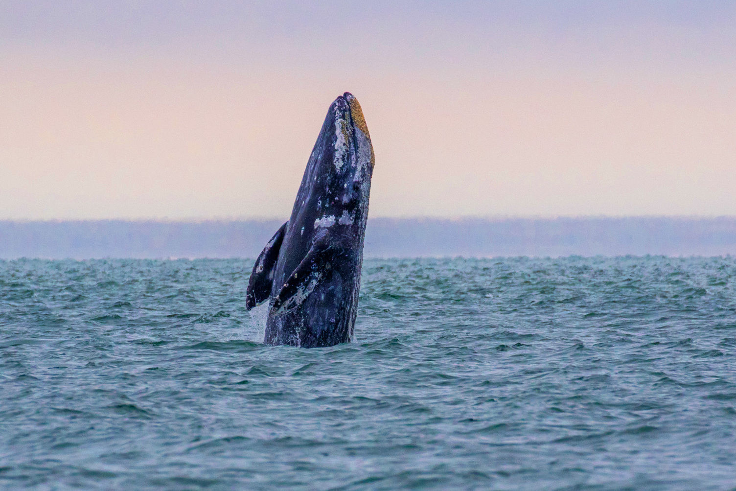 Whale Rising
